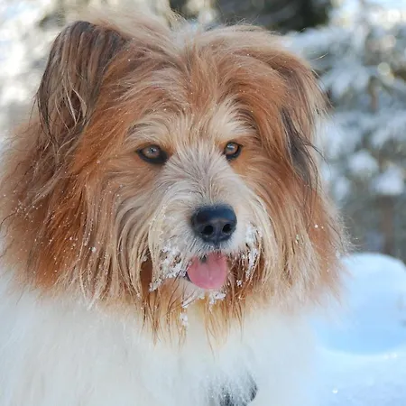 別荘 Alpenglueck Gaicht